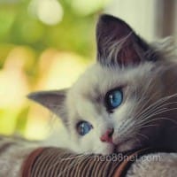 Avatar người chơi Liễu Thùy My